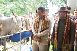 Mentan mengupayakan harga daging sapi minimal Rp50 ribu per kilogram