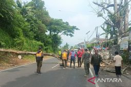 Petugas gabungan BPBD Cianjur tebang pohon yang rawan tumbang