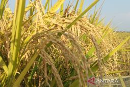 Pemprov Jabar optimalkan upaya capai target produksi GKG