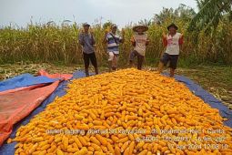 Produksi jagung di Lebak pada 2024 naik