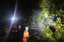 Pemkot Bogor pastikan bantuan bagi warga tertimpa pohon di Menteng