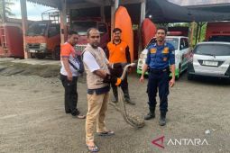 Ular piton panjang 3 meter masuk rumah pejabat di Aceh Barat, begini respon BPBD