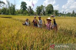DKPP: Tanah Bumbu miliki potensi besar dibidang pertanian