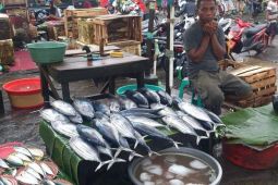 DKP Ambon terus edukasi warga konsumsi ikan beku saat paceklik akibat cuaca ekstrem