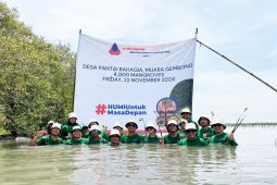 HUMI tanam 4.000 bibit mangrove untuk keberlanjutan dan mitigasi perubahan iklim
