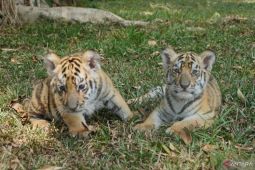 Taman Safari Indonesia rayakan kelahiran lima satwa