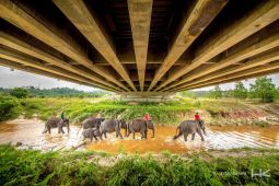 Konservasi gajah Sumatera, Hutama Karya siapkan 7.000 bibit pohon pakan alami