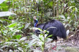 BBKSDA Papua melepas tiga Kasuari Selatan di Hutan Tinaruma Mimika