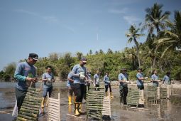 Pertamina tanam mangrove di Desa Tongo