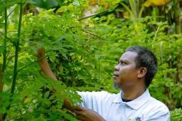 PLN NTB dukung pemberdayaan perempuan Dusun Besari melalui pemanfaatan daun kelor