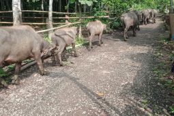 Pemkab Lebak minta warga kembangkan peternakan kerbau