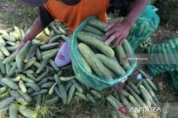Ini pengaruh makan timun terhadap kesehatan tubuh