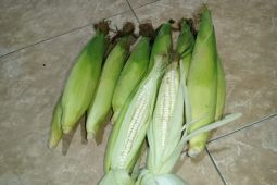 Menikmati jagung ketan khas di Bukit Nanga Tumpu Dompu