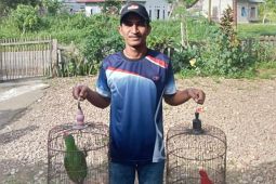 BKSDA Maluku sita satwa dilindungi dari rumah warga di Kabupaten SBT