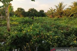 Nilai tukar petani Babel naik 1,50 persen