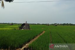 Bengkulu mendapat alokasi pupuk subsidi 81 ribu ton pada 2025