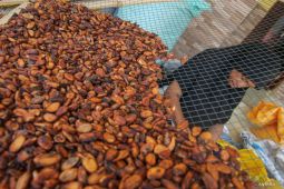 Harga biji kakao turun akibat musim panen