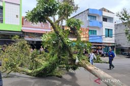 BPBD Rejang Lebong minta warga waspadai bahaya angin kencang