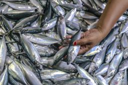 Pemkab Kobar ajak masyarakat terlibat aktif jaga sumber daya kelautan dan perikanan