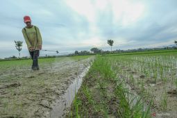 Kesehatan Tanah untuk target Swasembada Pangan