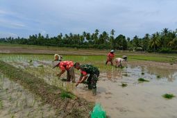 Korem Lilawangsa kerahkan Babinsa bantu warga wujudkan ketahanan pangan