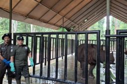 Suaka Rhino Sumatera (SRS) segera diperluas