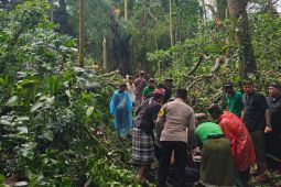 Polisi sebut dua WNA meninggal akibat tertimpa pohon tumbang di Ubud