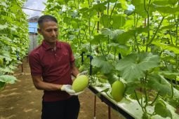 Budi daya melon hidroponik yang "ngetren" di Pontianak