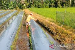 Distankan Rejang Lebong: Penyerapan pupuk bersubsidi capai 4.859 ton