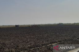 Pemkot Serang tambah lahan untuk produksi hortikultura