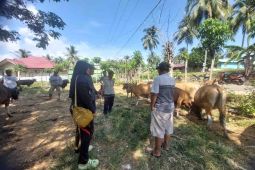 Kementan rgerak cepat tangani PMK di Gorontalo demi cegah penyebaran