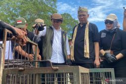 Menhut pastikan ada pengawasan proses reintroduksi banteng jawa di Pangandaran