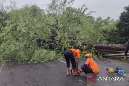Petugas gabungan evakuasi pohon tumbang yang tutup jalur nasional