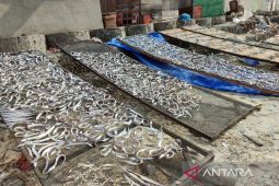 DKP: 2.733 warga Kota Bengkulu manfaatkan program Kusuka
