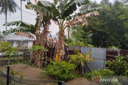 Angin kencang putuskan jaringan listrik di Mukomuko
