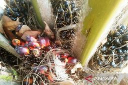 Harga TBS Kaltim naik  jadi Rp3.251,96 per kg