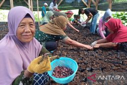 Burung Indonesia fasilitasi petani Pohuwato tingkatkan produksi kakao