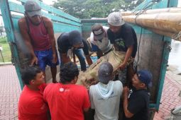 Kedatangan arca di museum Sri Aji Joyoboyo Kediri
