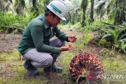 Bersama Astra Agro, putra Dayak Kayan turut kontribusi pembangunan desa