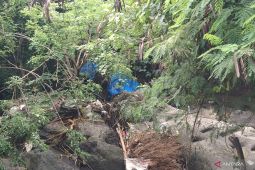 Molly, Gajah Sumatera yang terseret arus sungai di Gianyar ditemukan mati