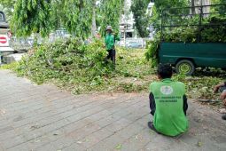 Puluhan pohon di Kota Mataram teridentifikasi rawan tumbang