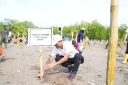 PLN-BBKSDA tanam 50 ribu anakan pohon mangrove di pesisir Desa Tanah Merah