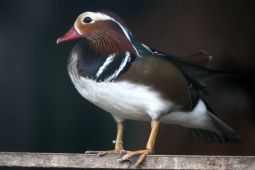 Budi daya bebek hias di Ngawi