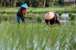 Kalsel optimalisasi 41.829 hektare lahan rawa