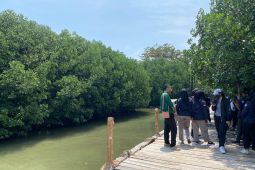 Menjaga mangrove, si perisai hijau, untuk meredam tsunami