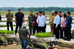 Mentan sebut tak temui lagi keluhan distribusi pupuk pertanian