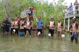 KKP opltimalkan mangrove di Pangandaran jadi eduwisata