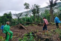 Warga dikagetkan kemunculan harimau saat intai babi di atas pohon