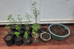 Seorang kakek di Malang ditangkap polisi akibat tanam ganja