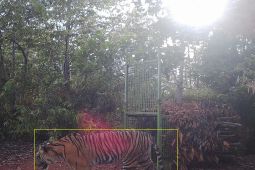 Harimau sumatera terekam kamera di Pesisir Barat Lampung